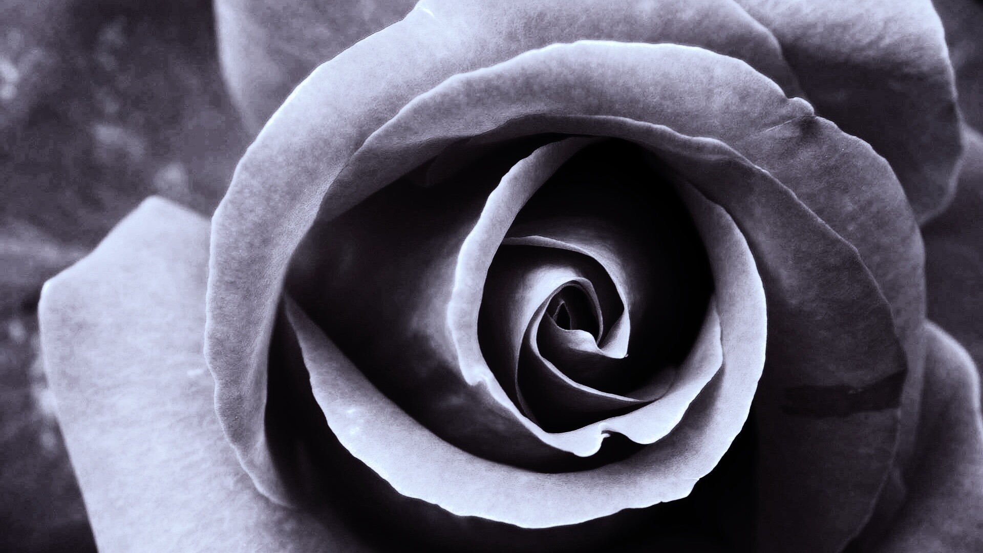 Красивая розовая роза обои