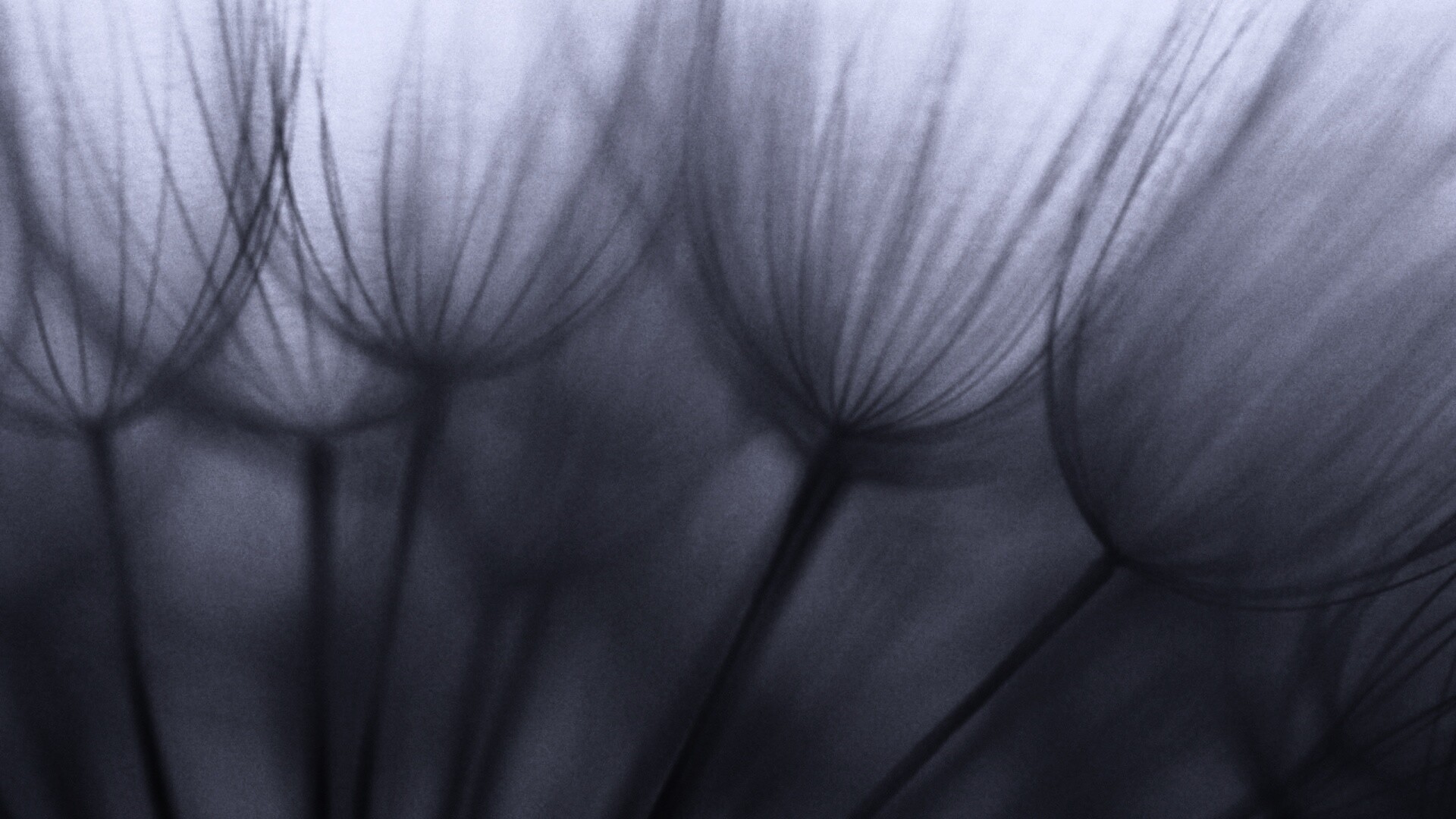 Рисунок одуванчика обои