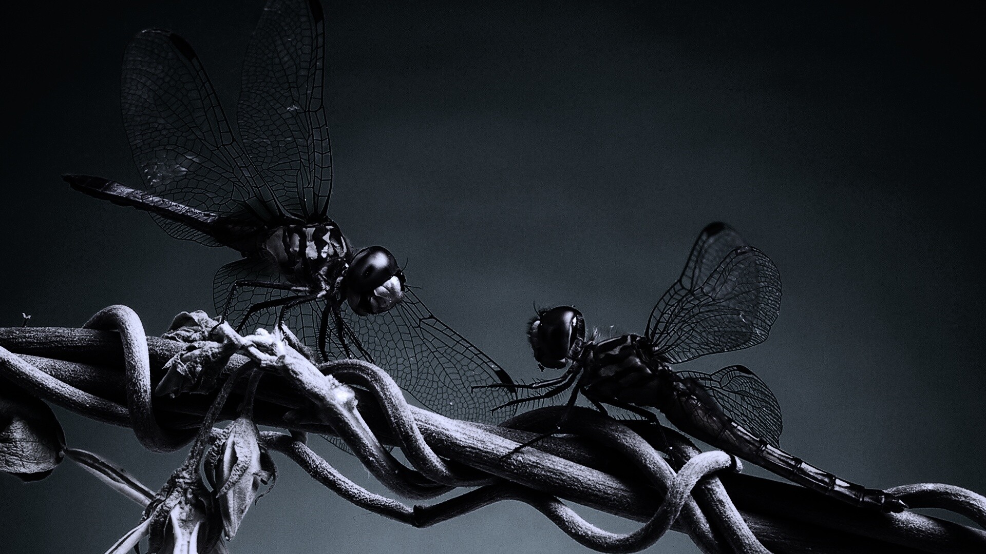 Две стрекозы обои