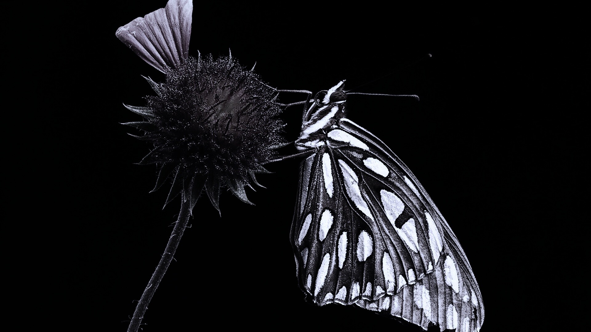 Бабочка на цветке обои