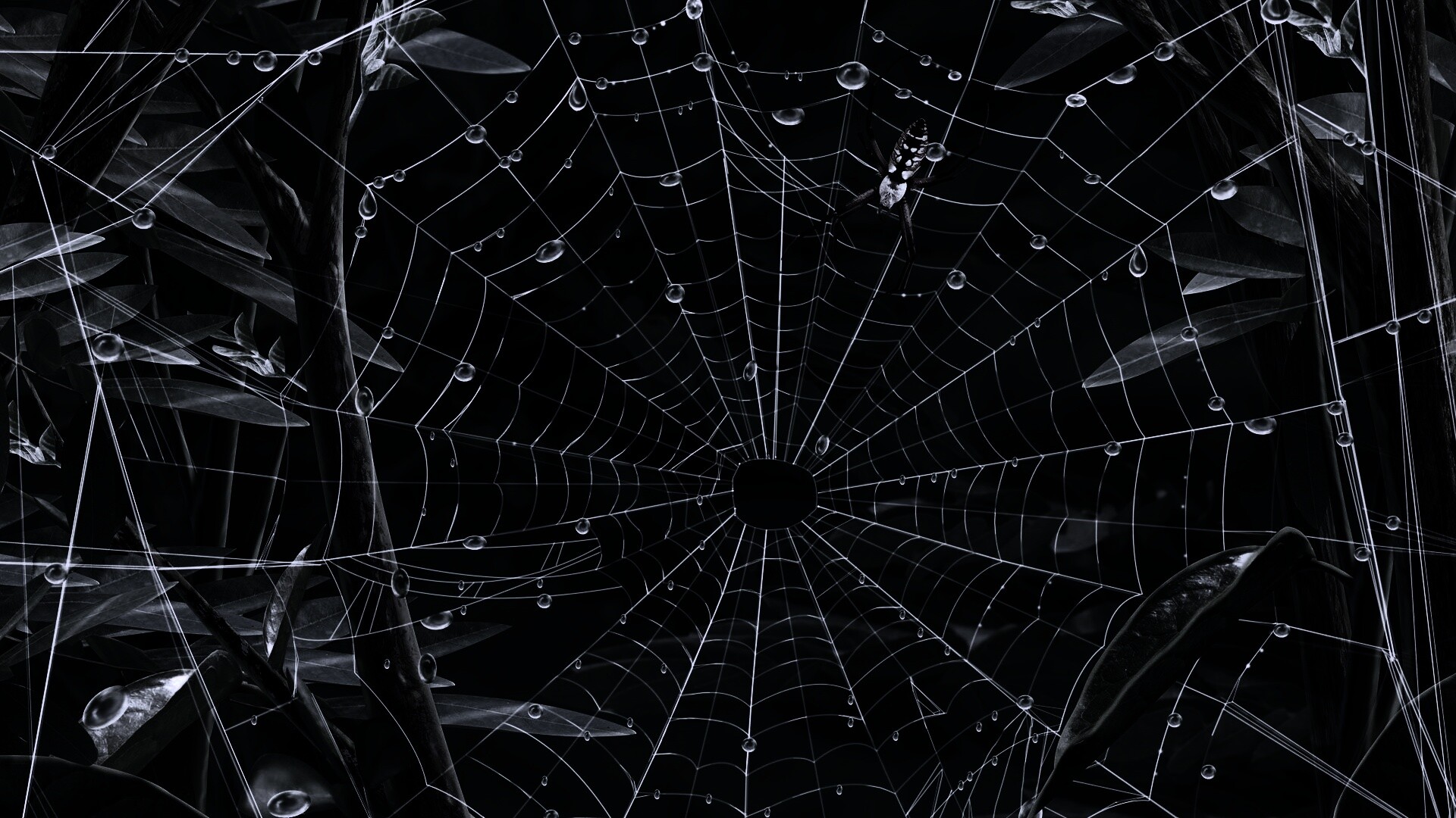 Паутина и паук обои