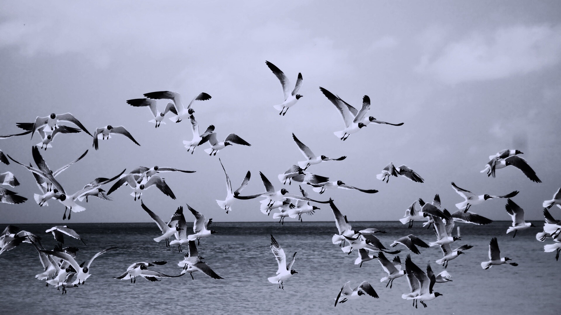 Стая взлетающих чаек обои