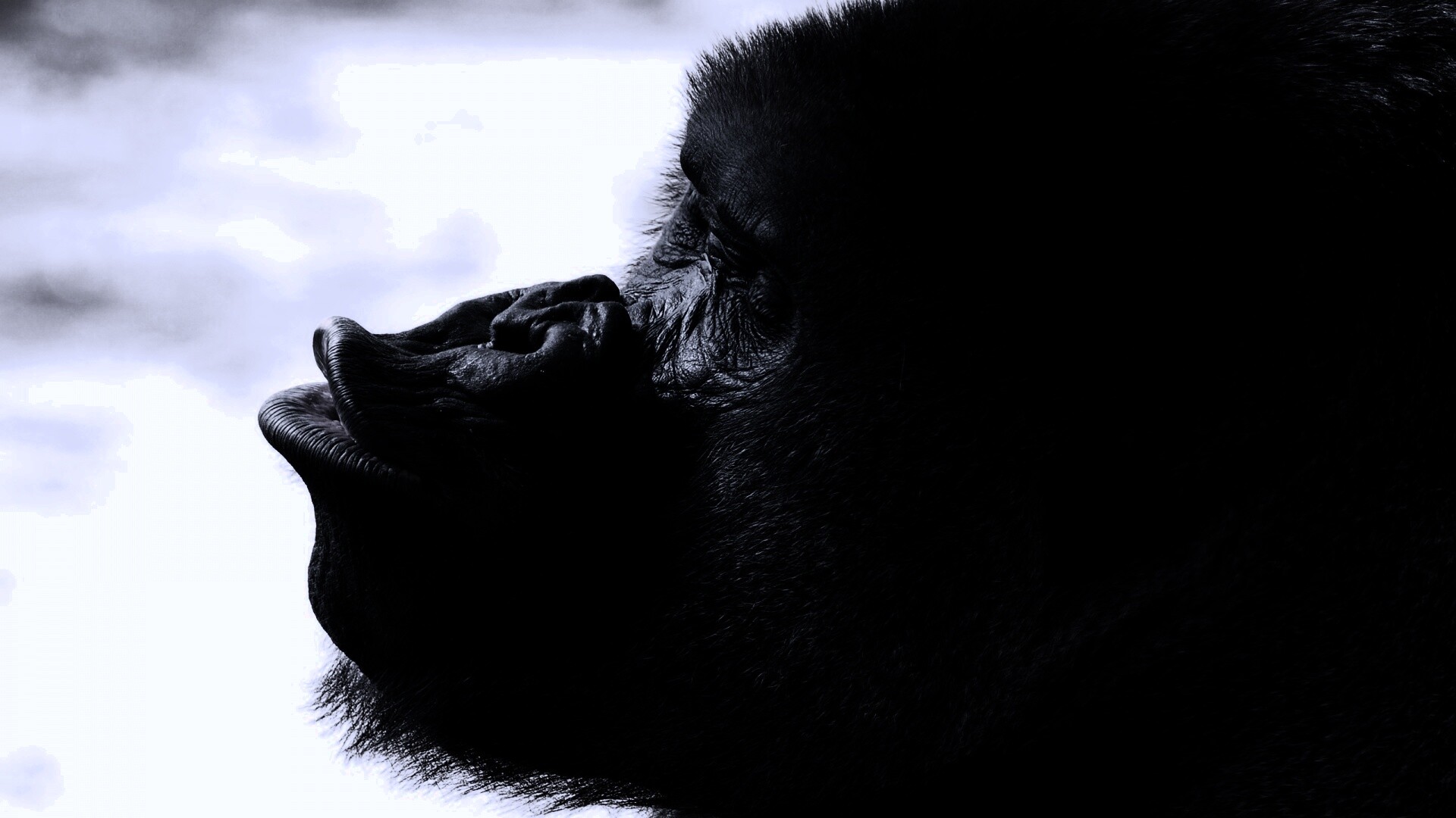 Горилла корчит рожи обои