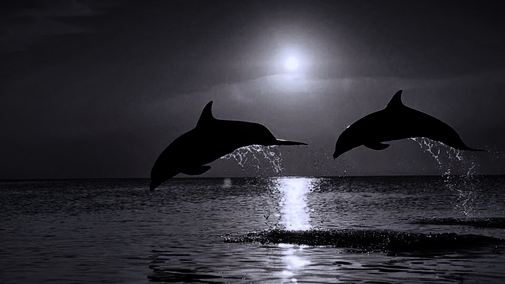 Дельфины выпрыгивают из воды обои