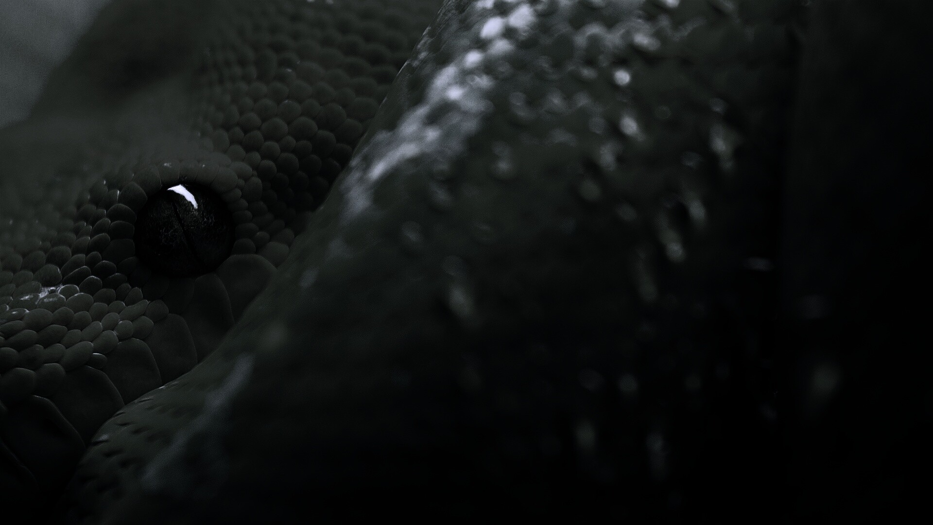 Зелёная змея обои