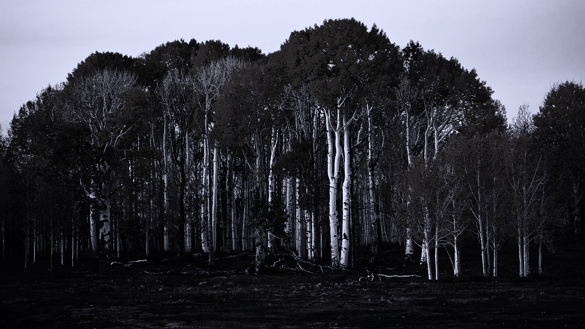 Пожелтевшая березовая роща обои