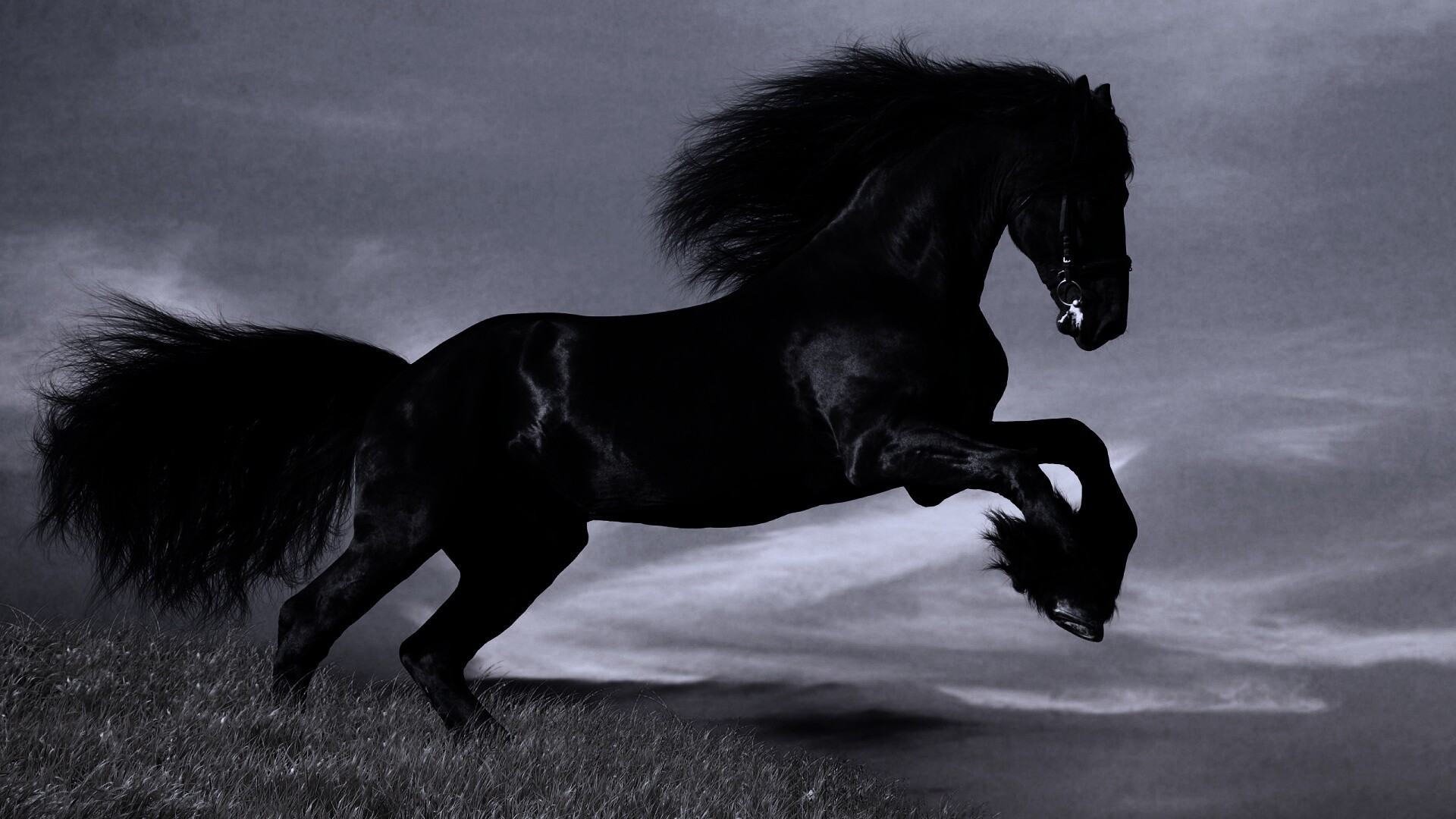 Черный мустанг обои