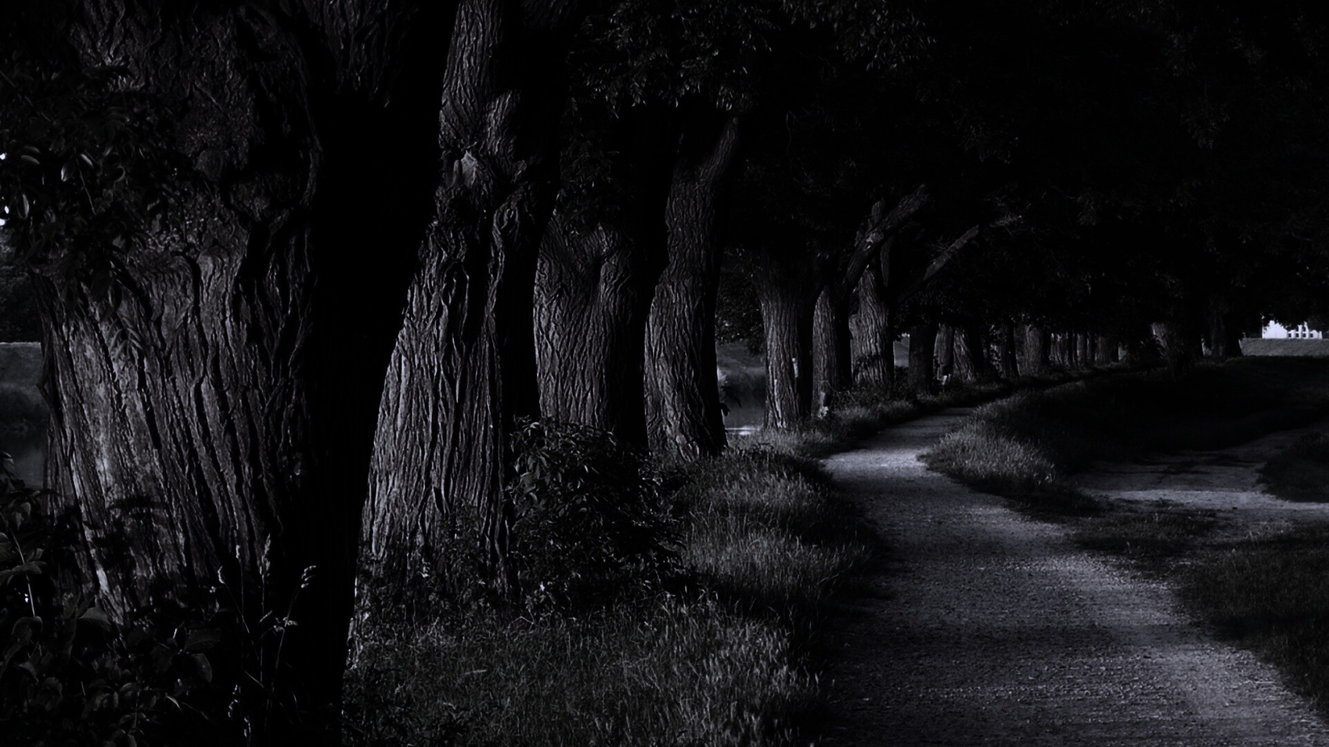 Аллея старых раскидистых деревьев обои