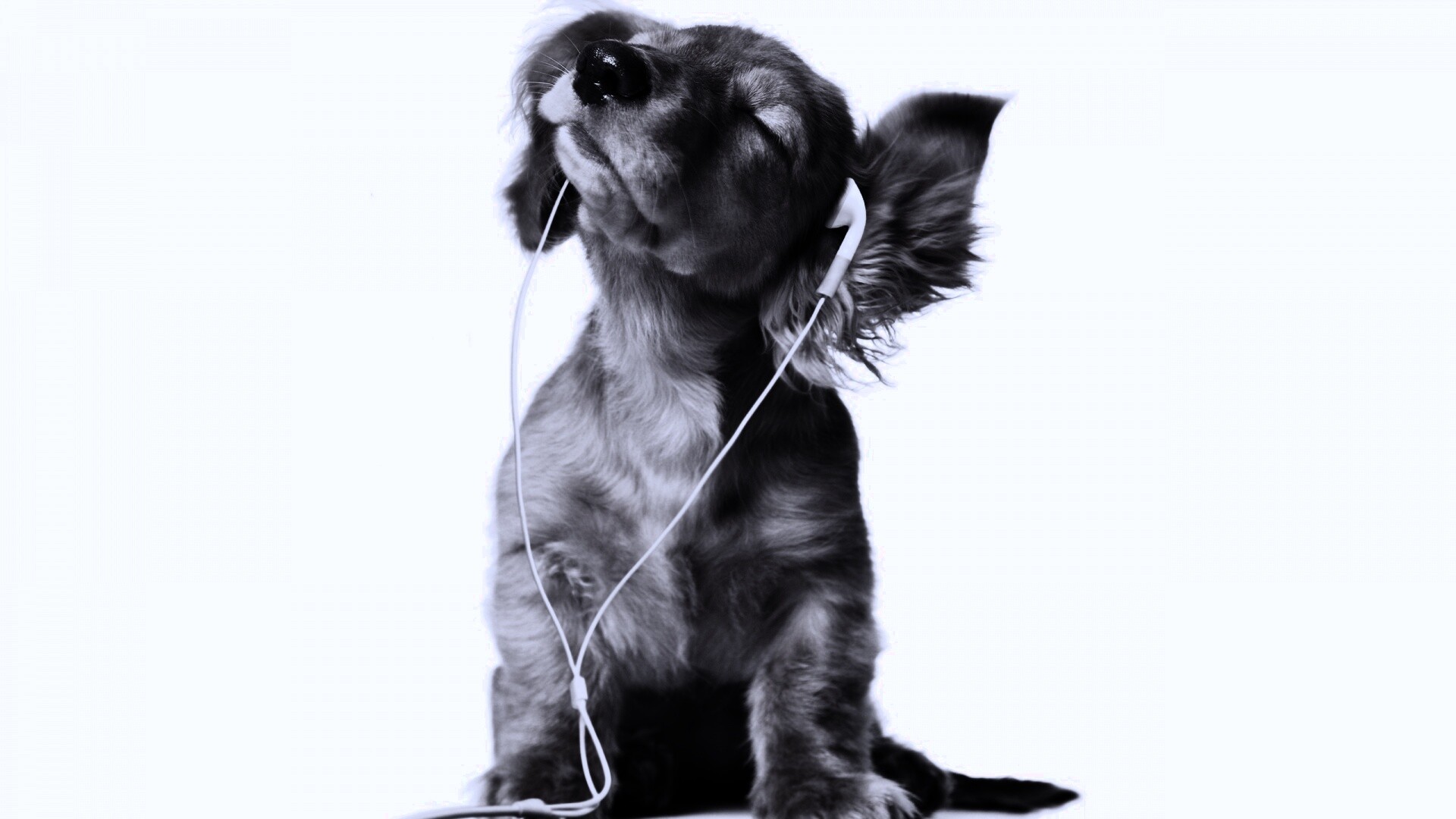 Щенок в наушниках обои