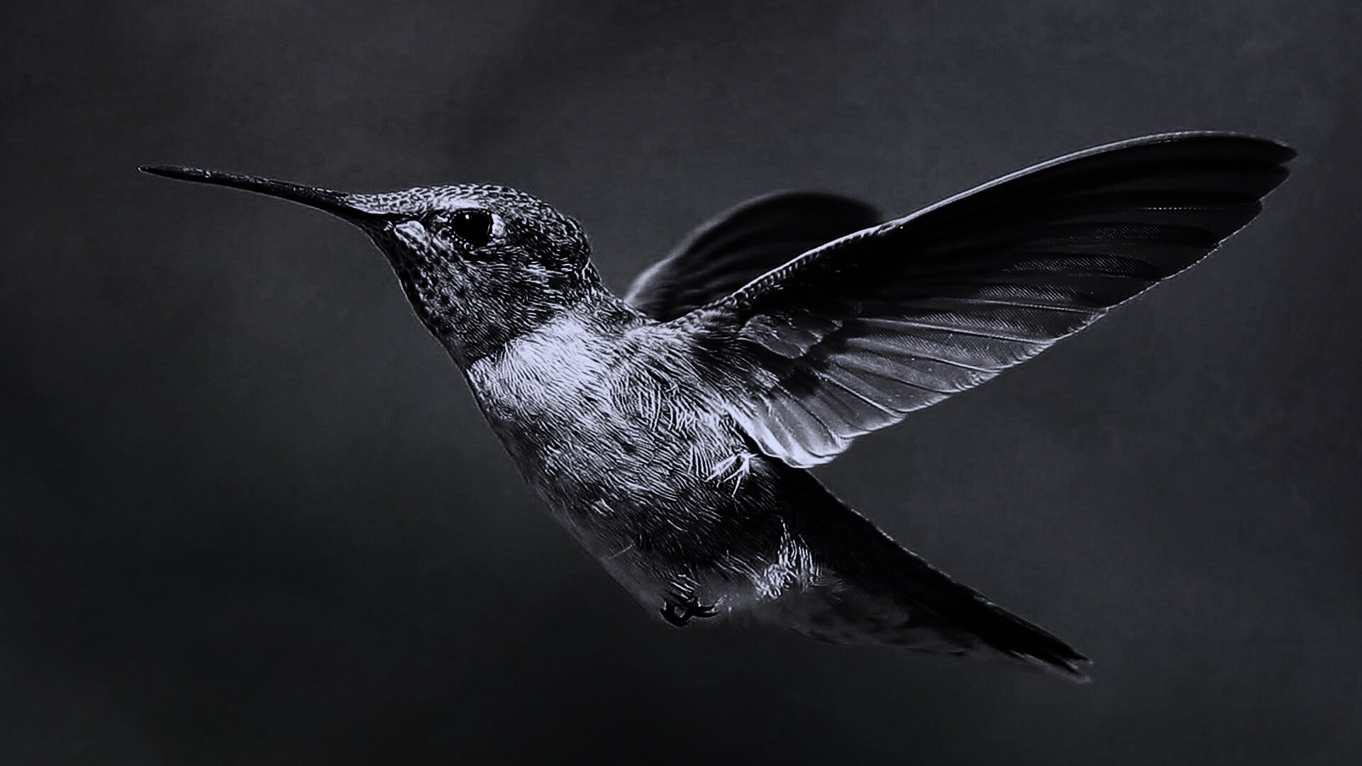 Колибри в полёте обои