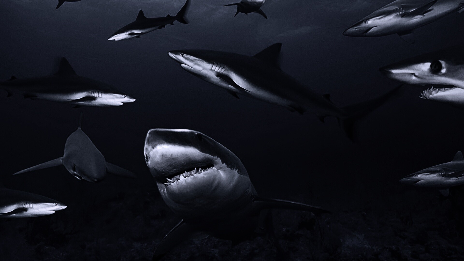 Стая акул обои