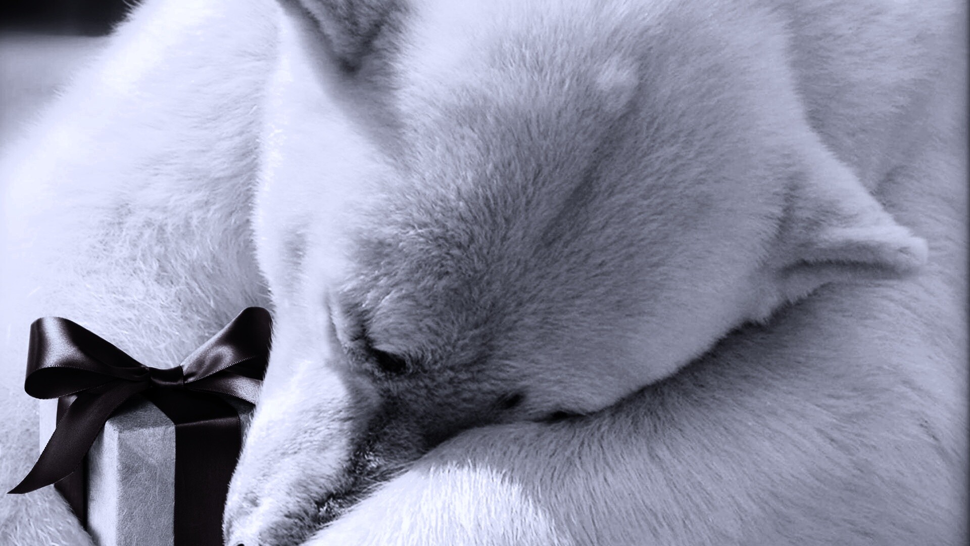 Белый мишка с подарком обои