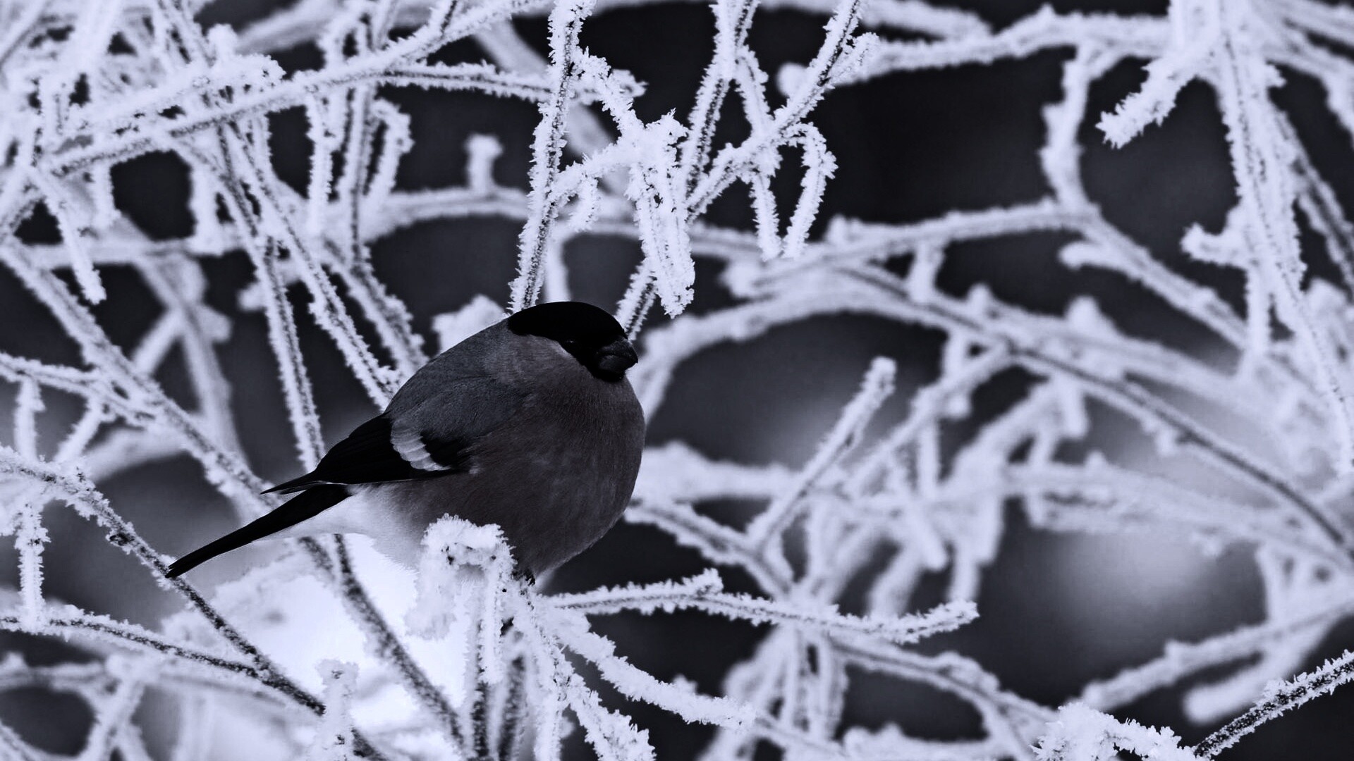 Снегирь на ветке обои