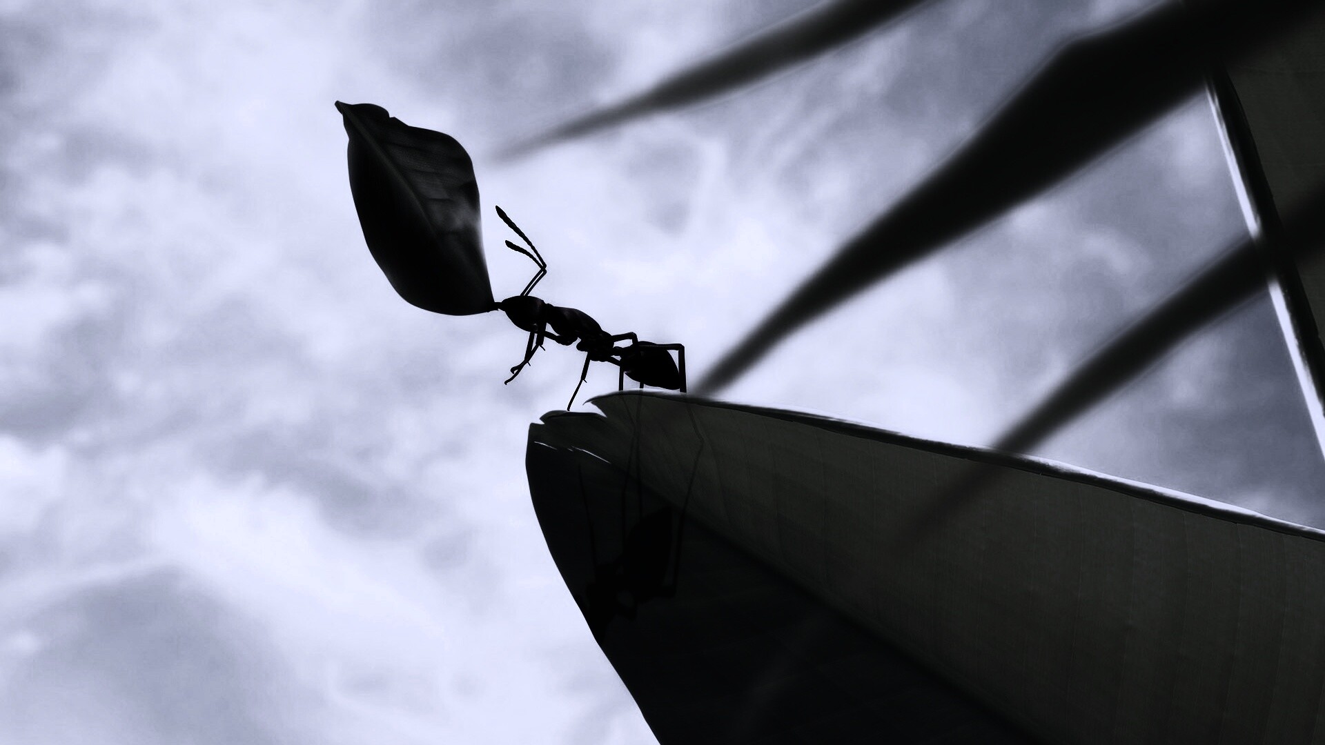 Муравей тащит лист обои