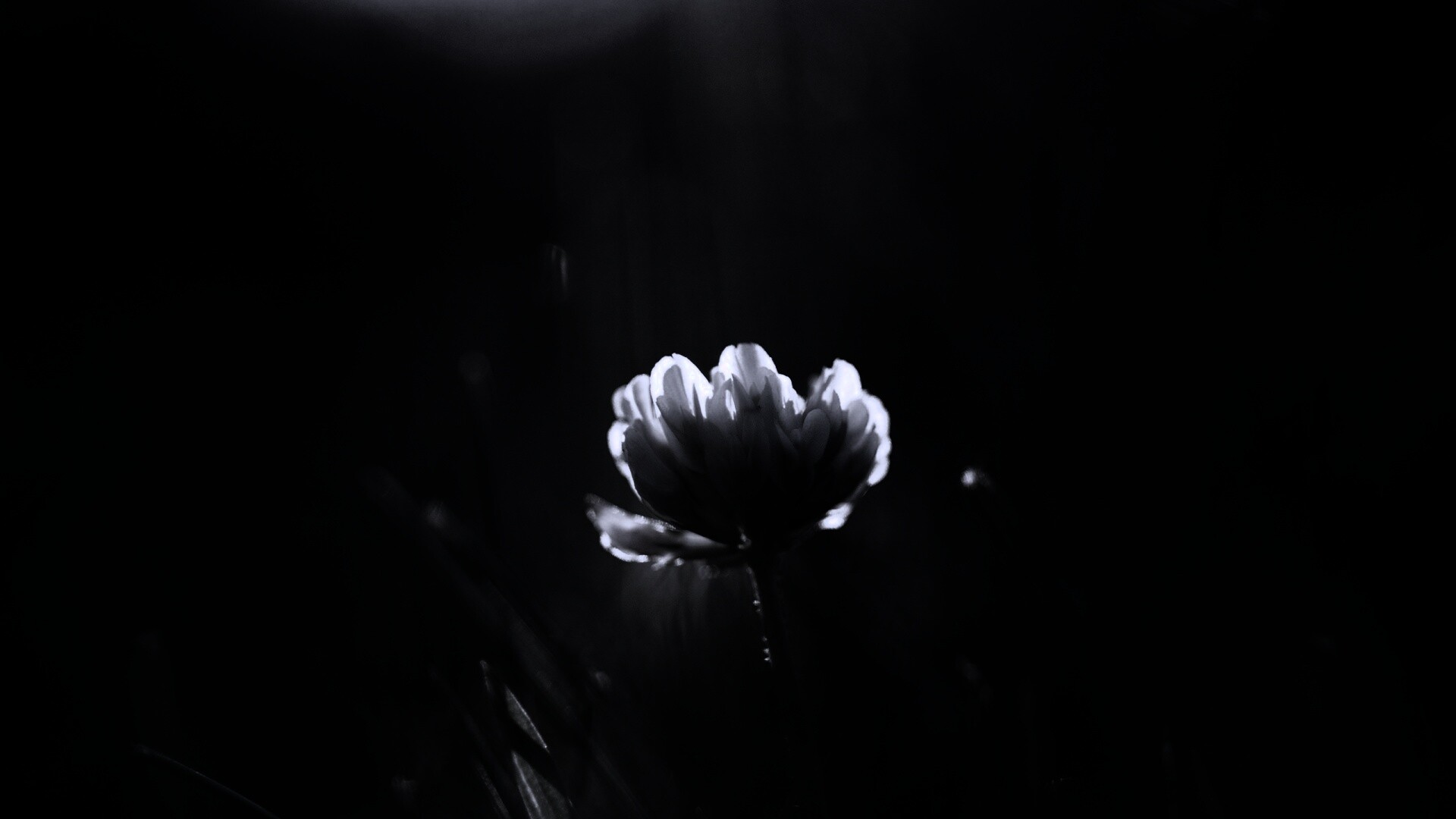 Белый клевер обои