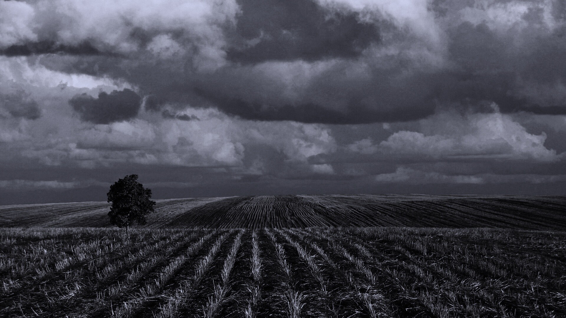 Дерево в поле обои