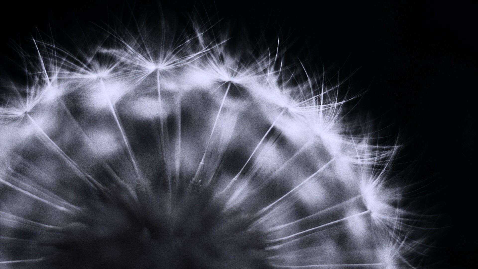 Макро фото одуванчика обои