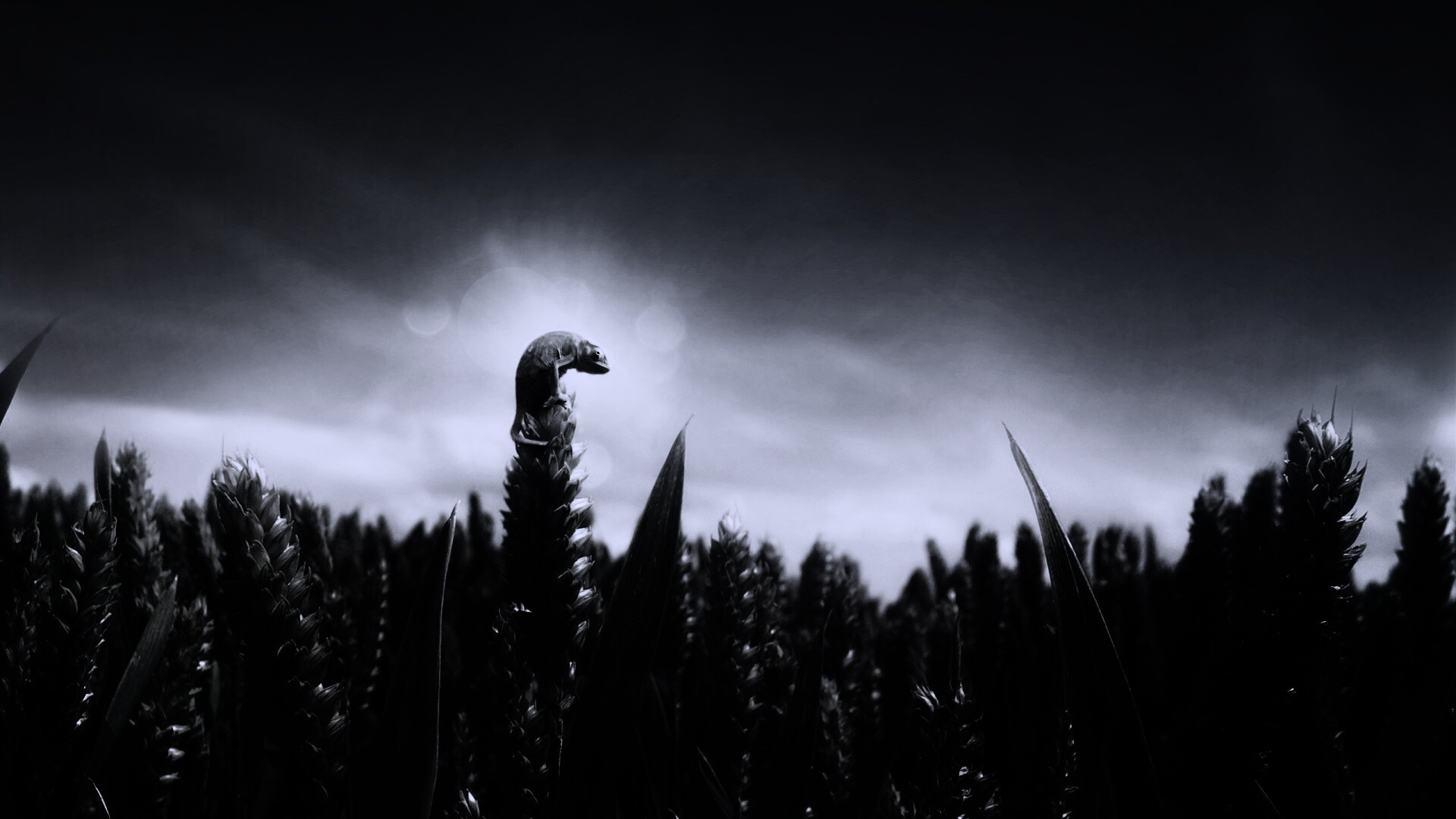 Маленький хамелеон на травинке обои