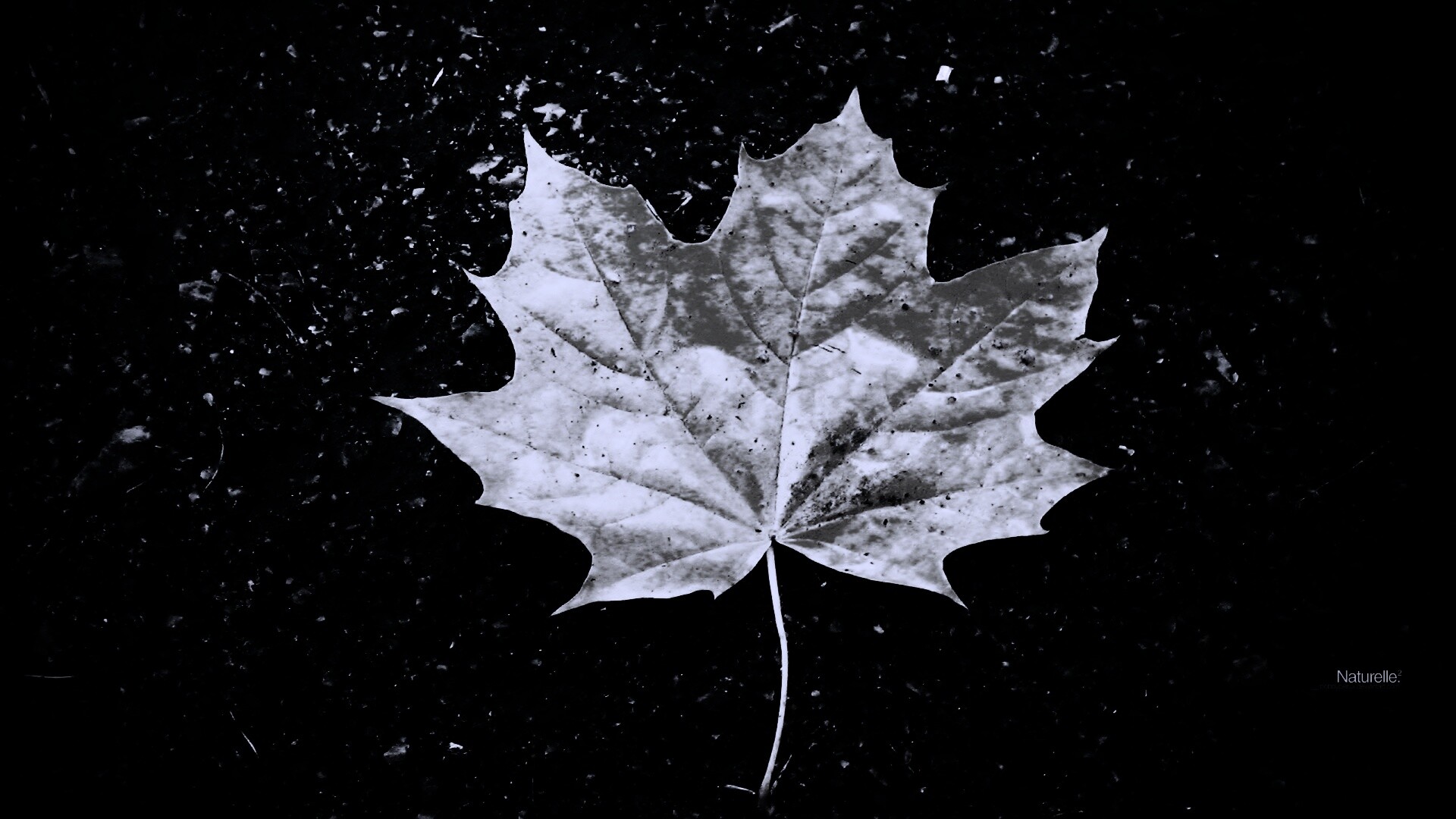 Желтый лист обои