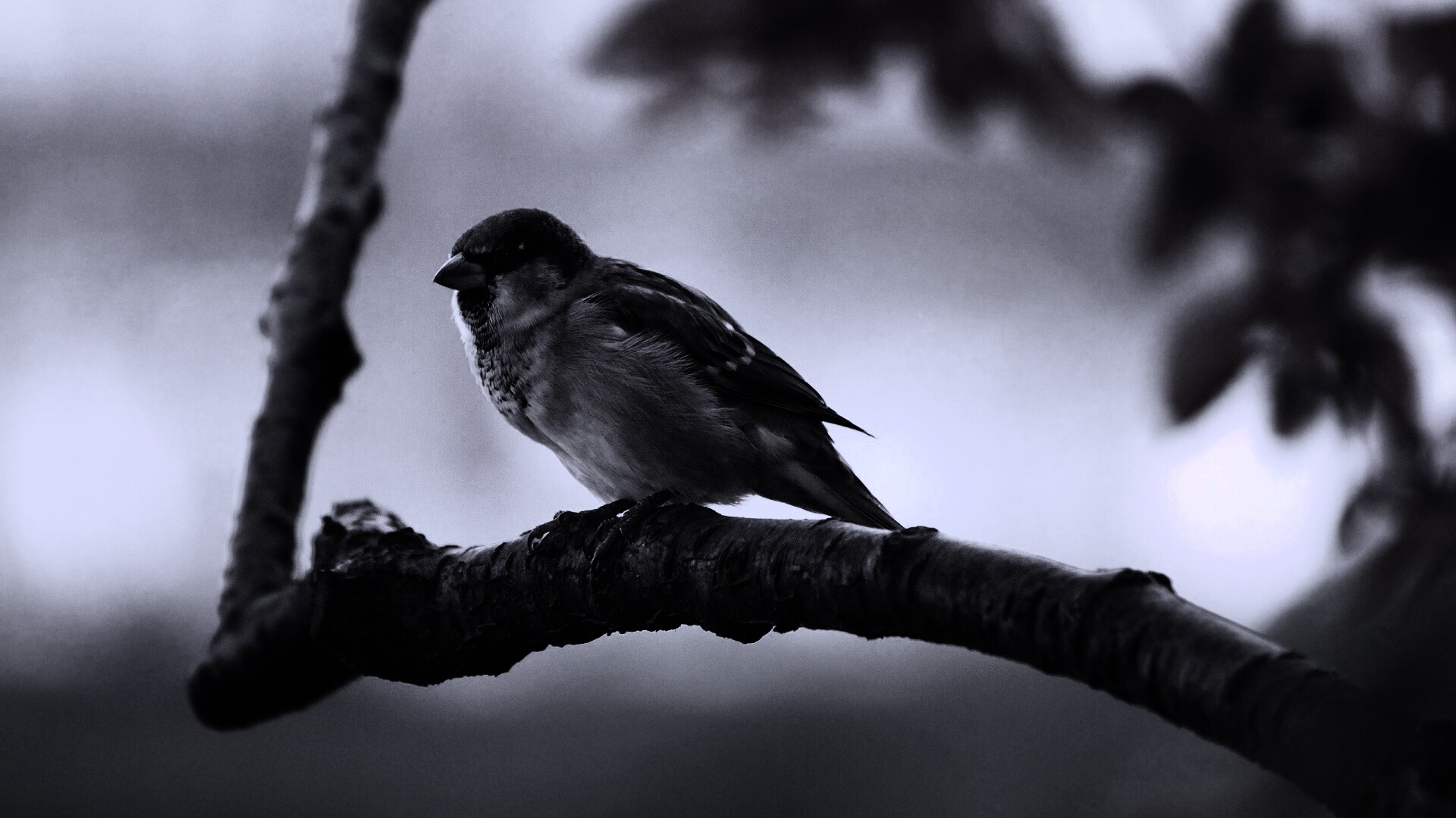 Птичка на ветке обои