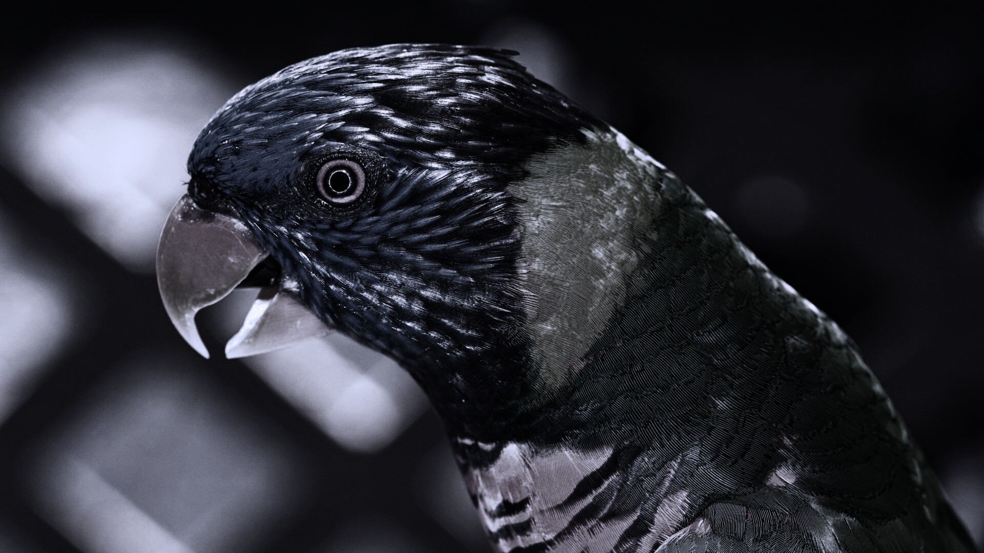 Красноглазйы попугай обои