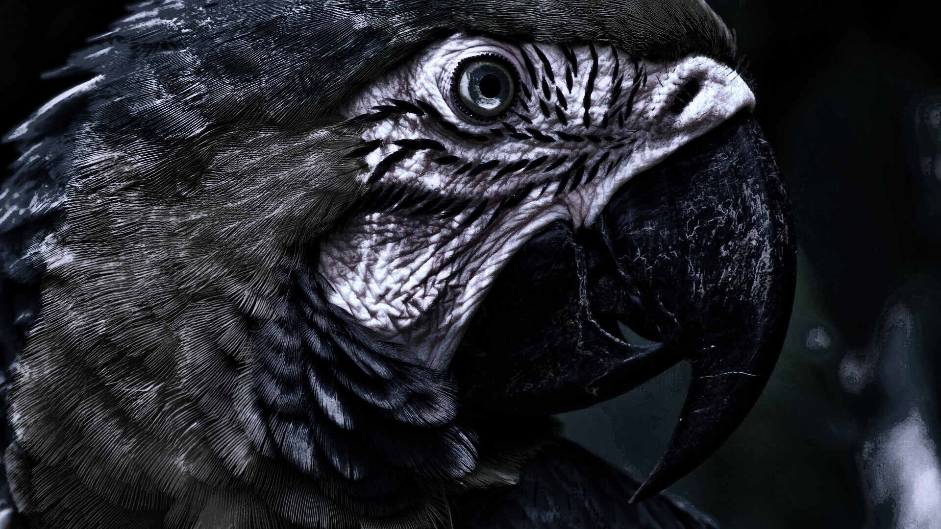 Попугай обои