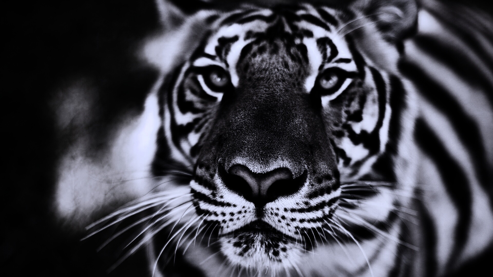 Красавец тигр обои