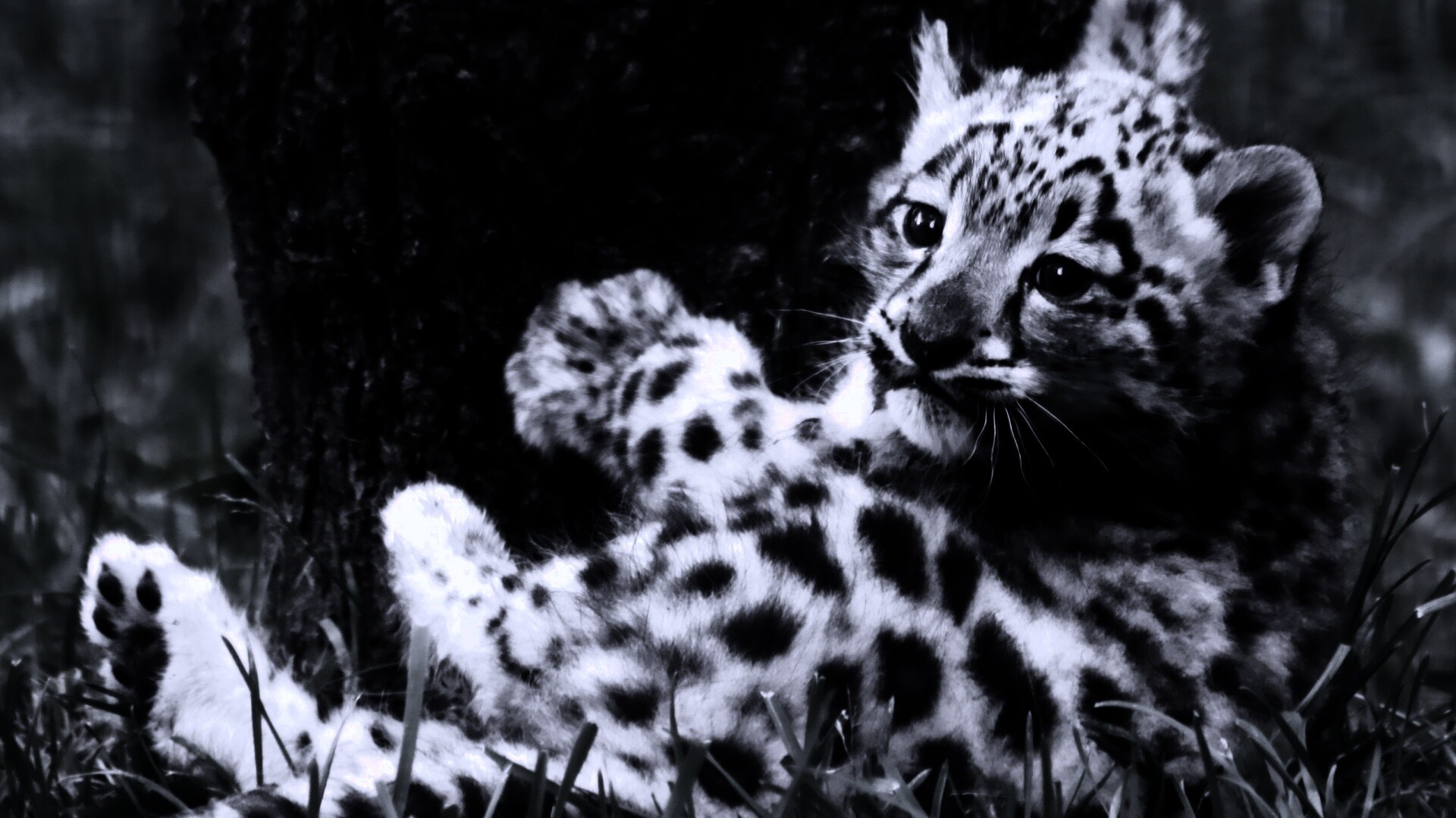 Котенок большой дикой кошки обои