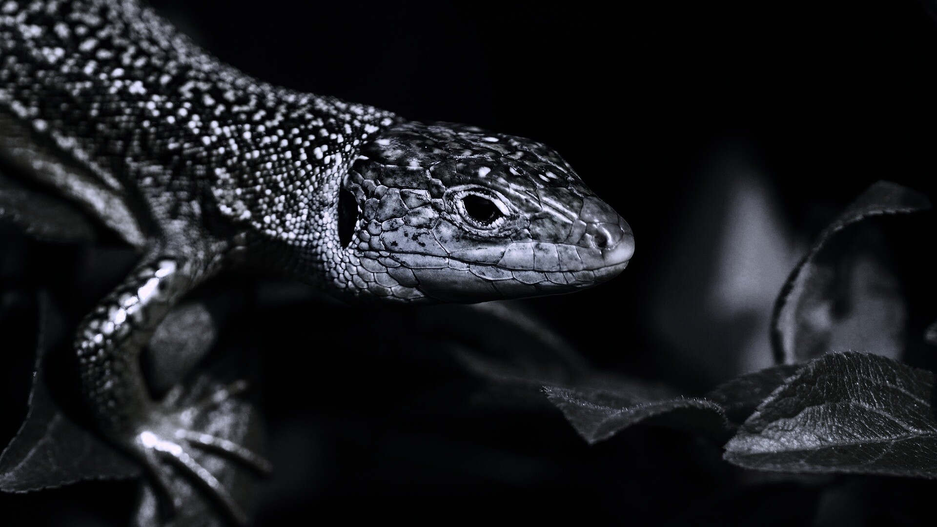 Ящерка на листьях обои