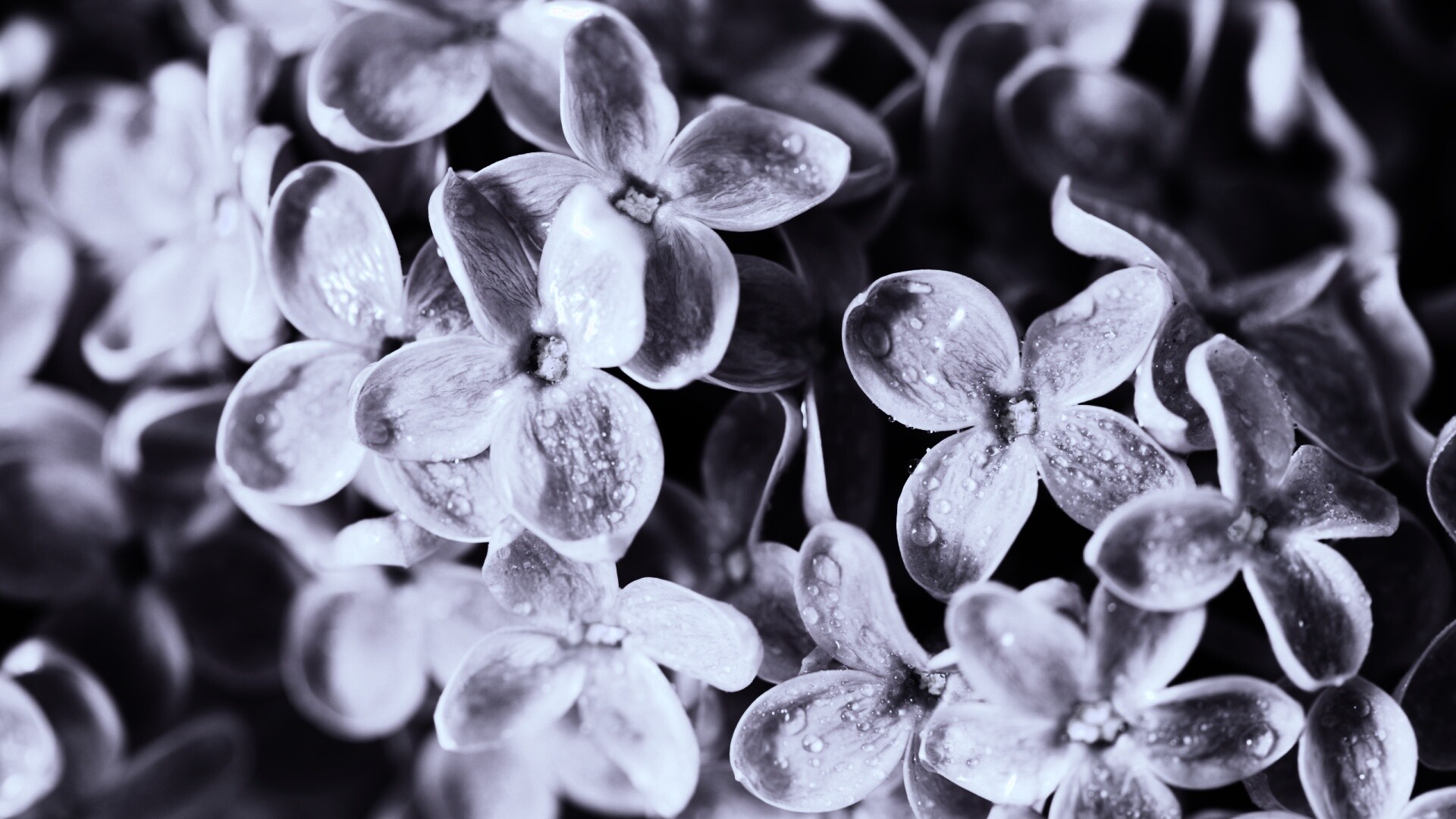 Цветы сирени обои