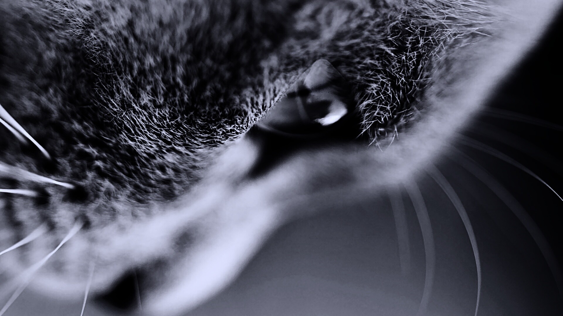 Макро фото мордашки кота обои