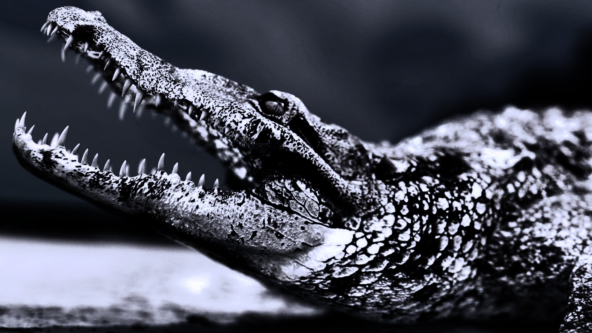 Крокодил разинул пасть обои