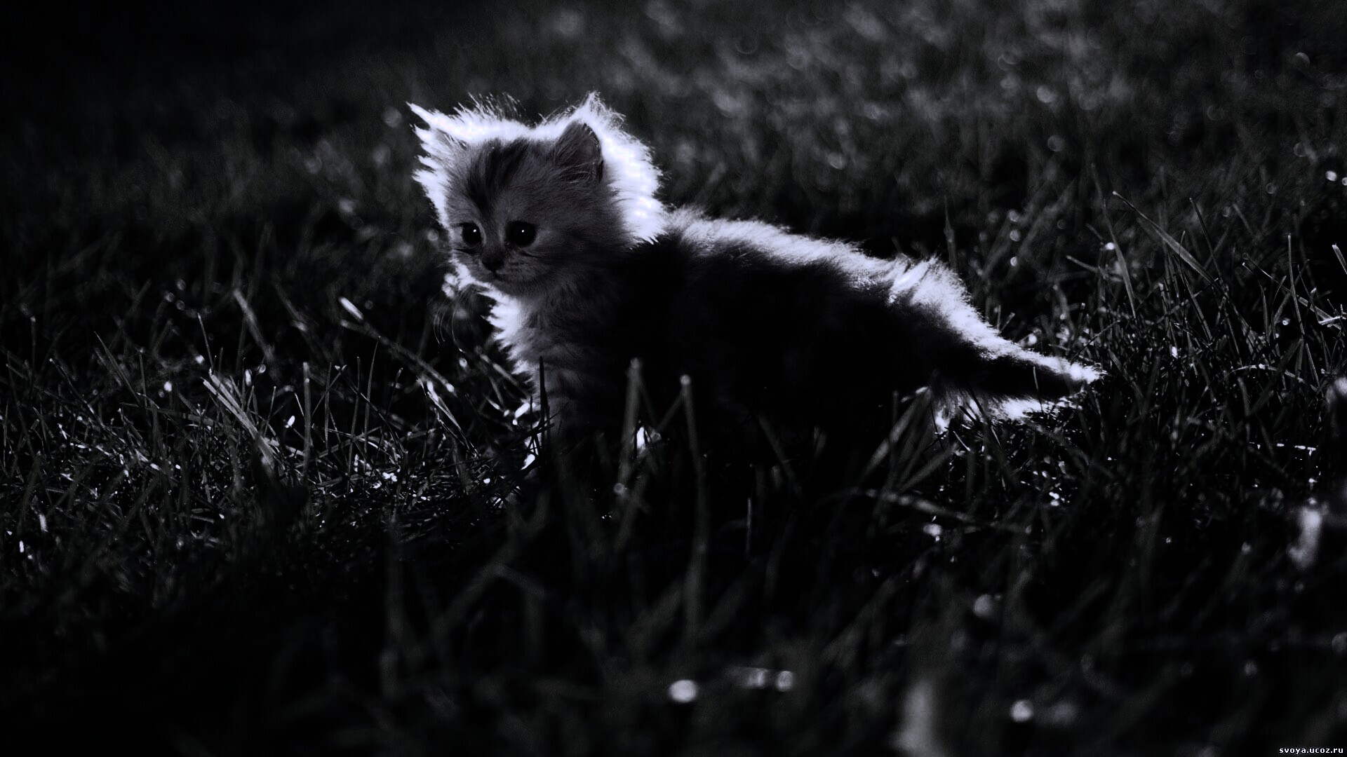 Котёнок в траве обои