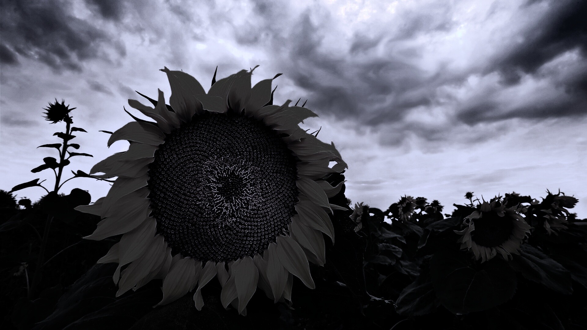 Подсолнухи обои