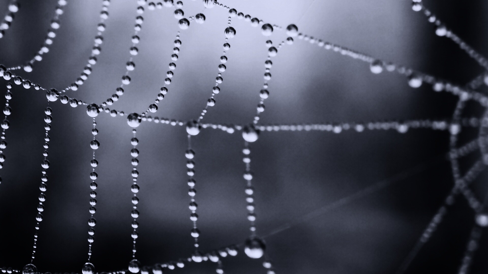 Капли росы на паутине обои