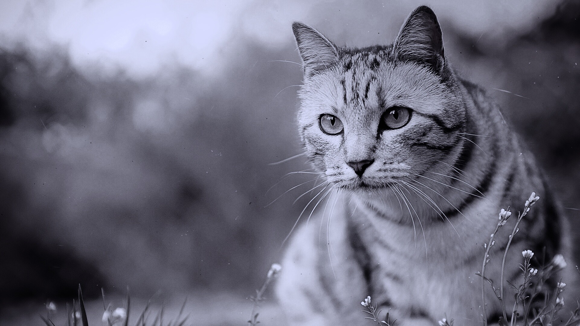 Кот в теплых тонах обои