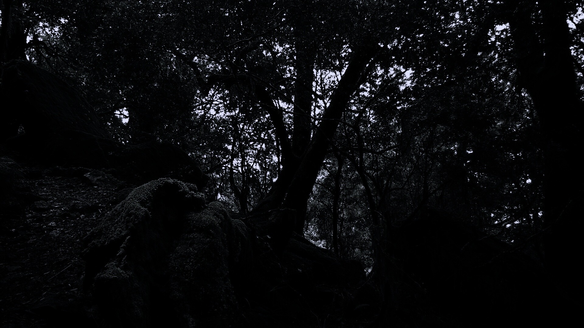 Чаща мшистого леса обои