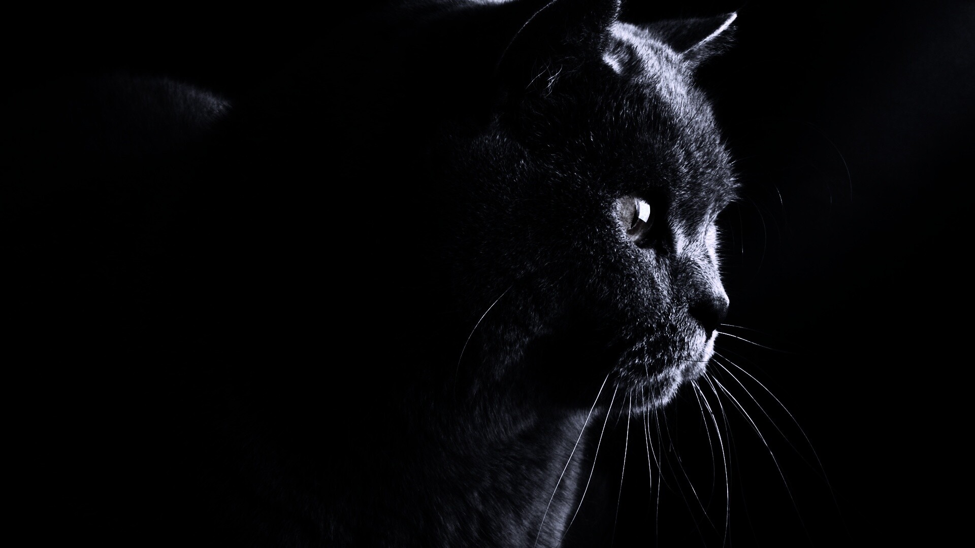 Плюшик  обои