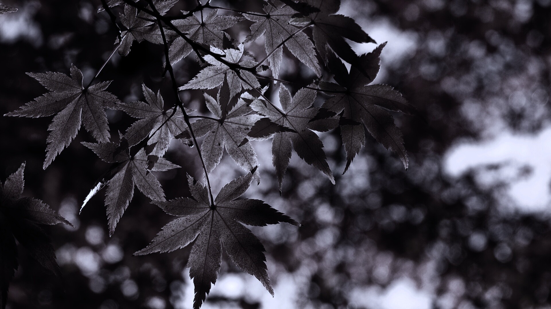 Осенние листья обои