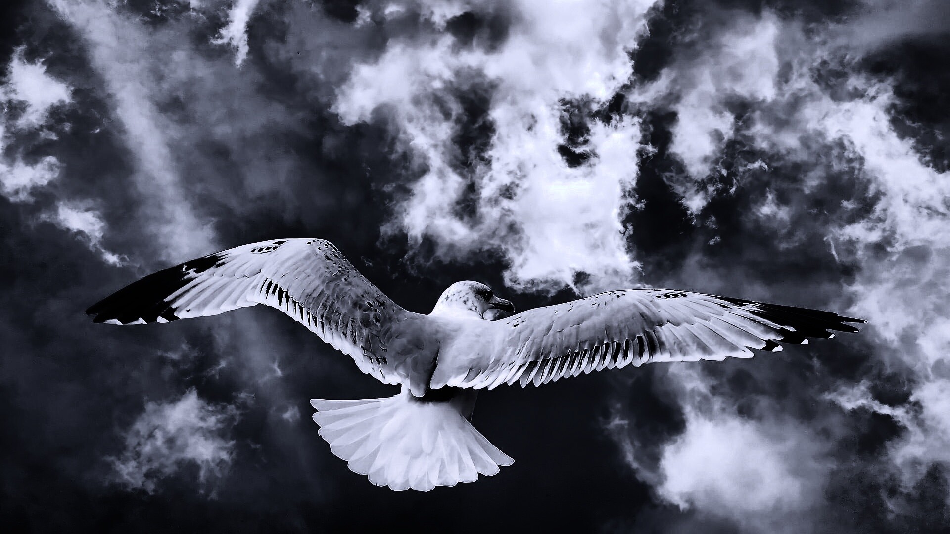 Гордая птица в полете обои