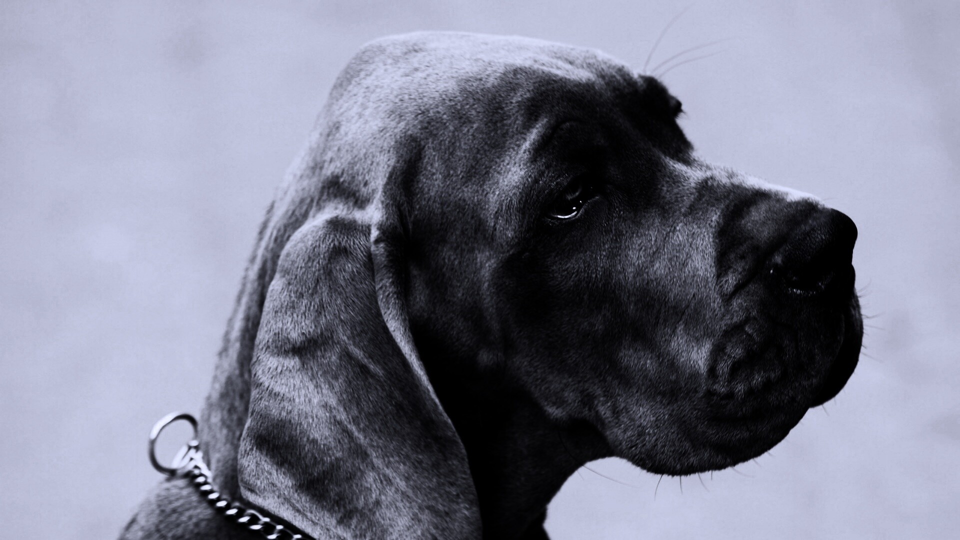 Грустная собака обои