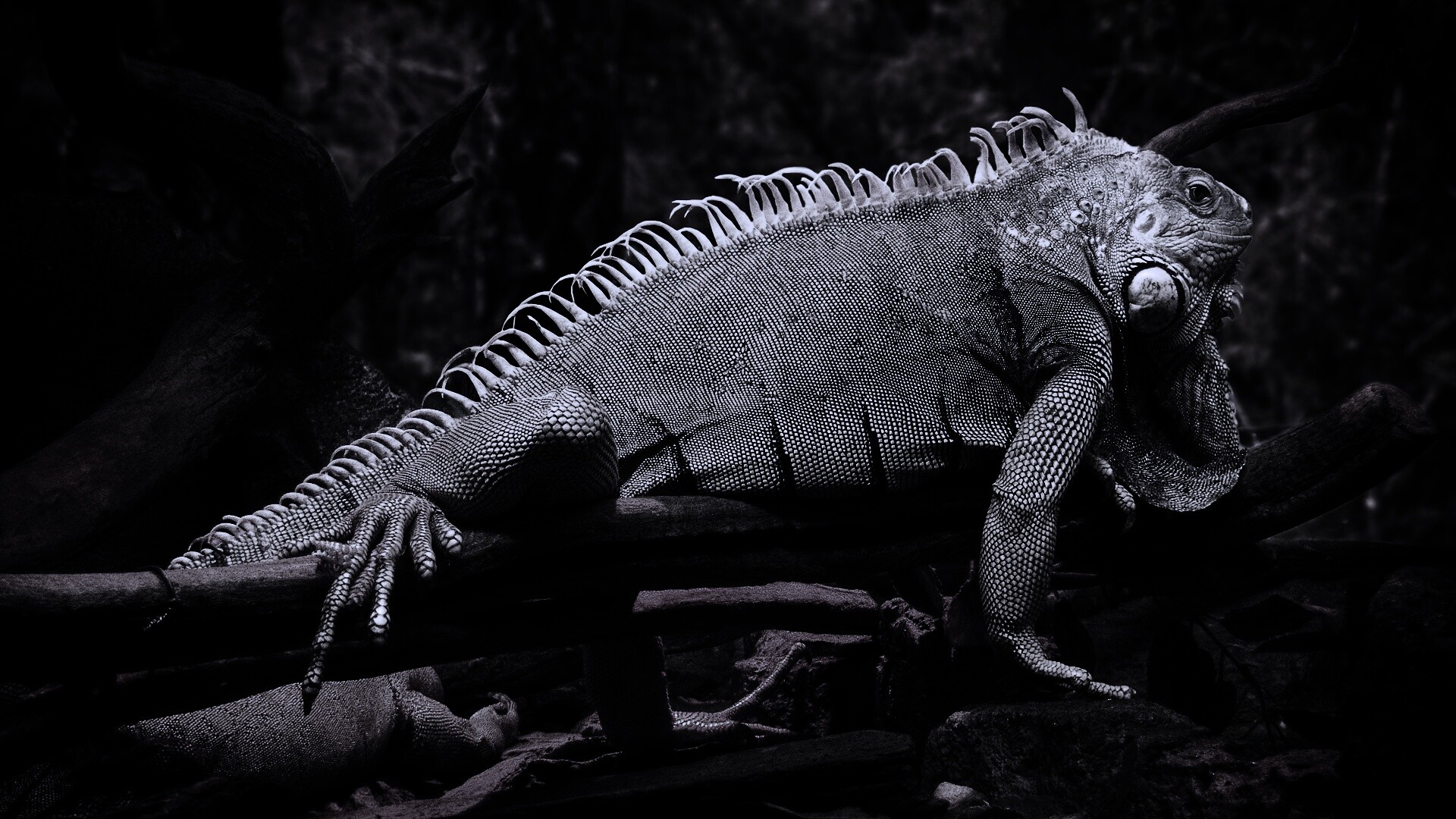 Большая игуана обои