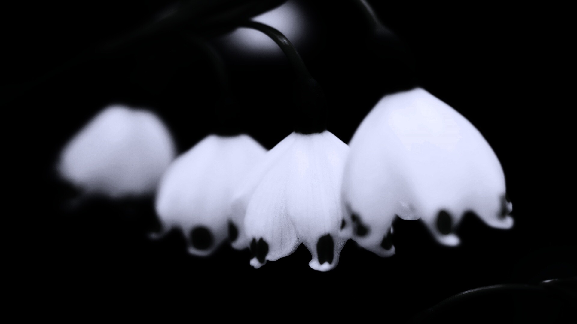 Белые ландыши обои