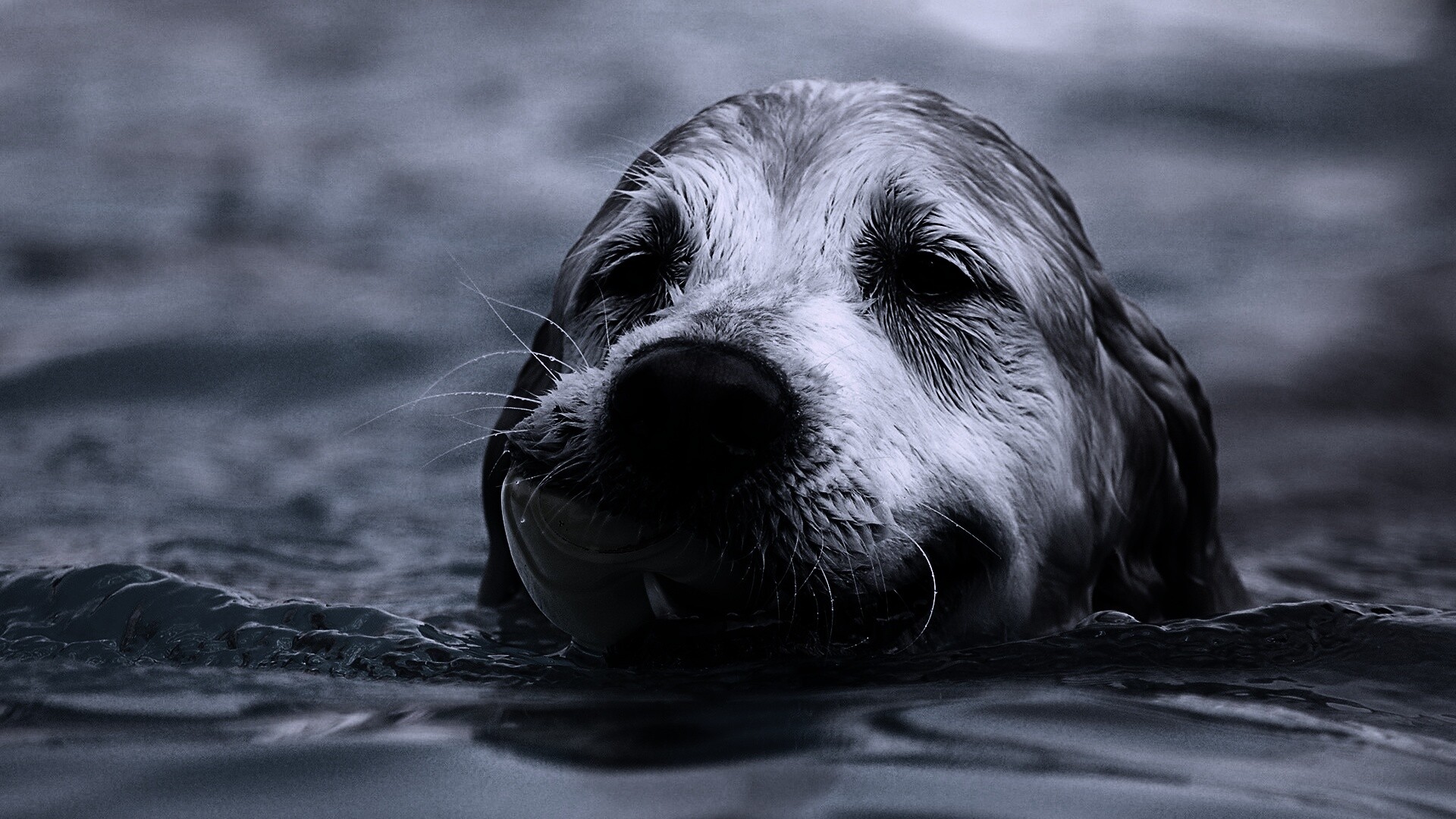 Пёс с игрушкой в зубах обои