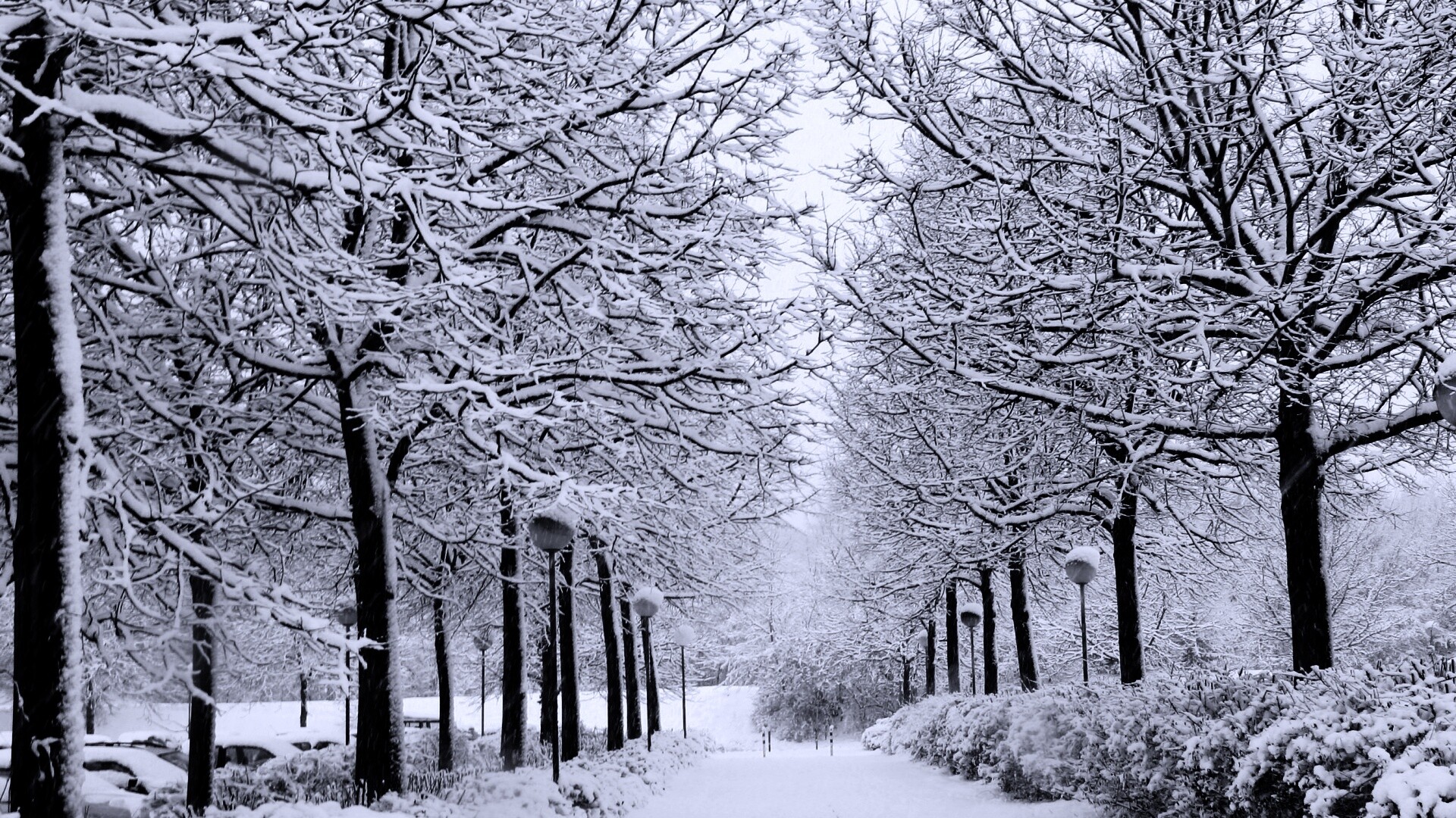 Заснеженная аллея обои