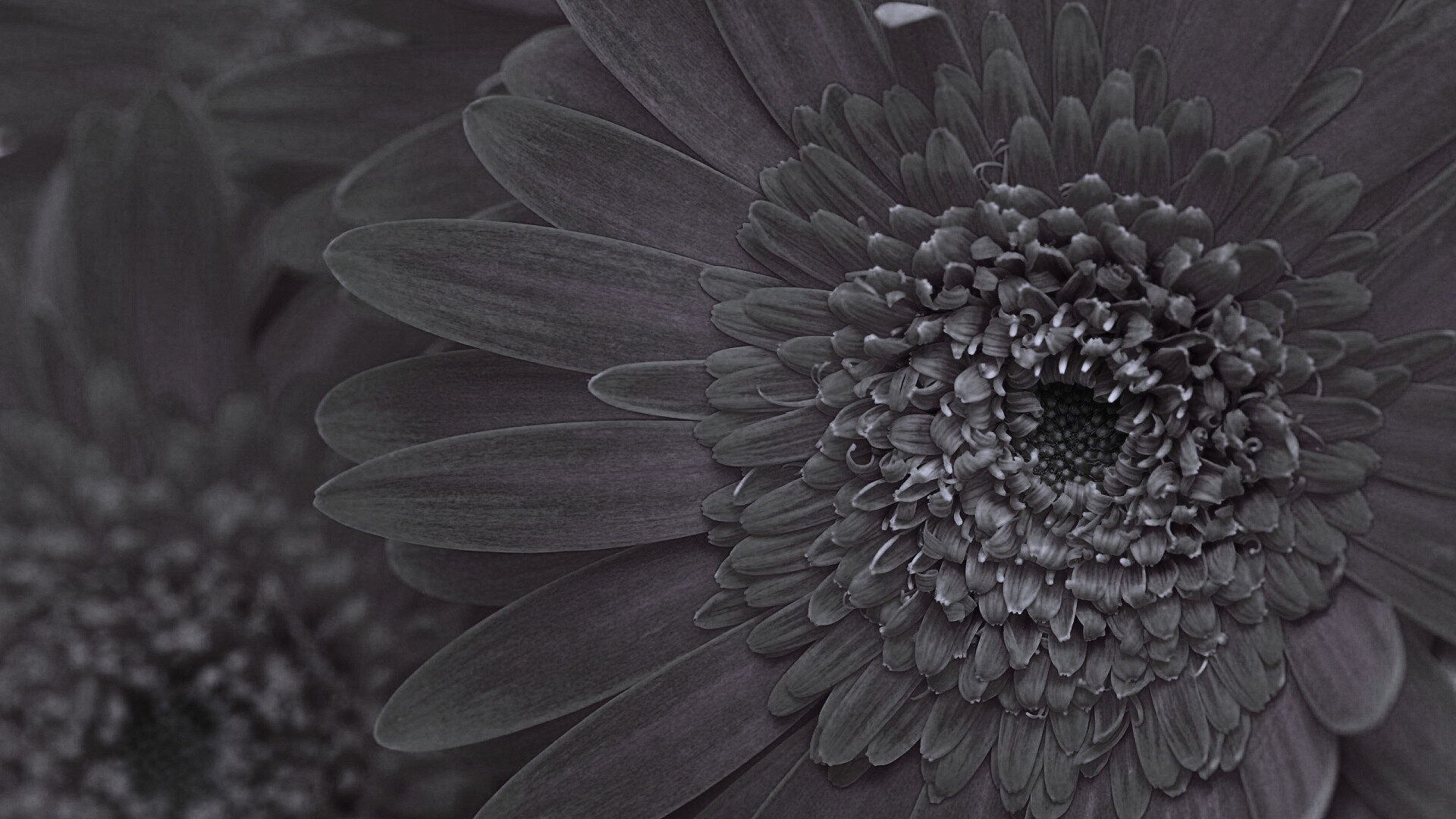 Большой оранжевый гербер обои