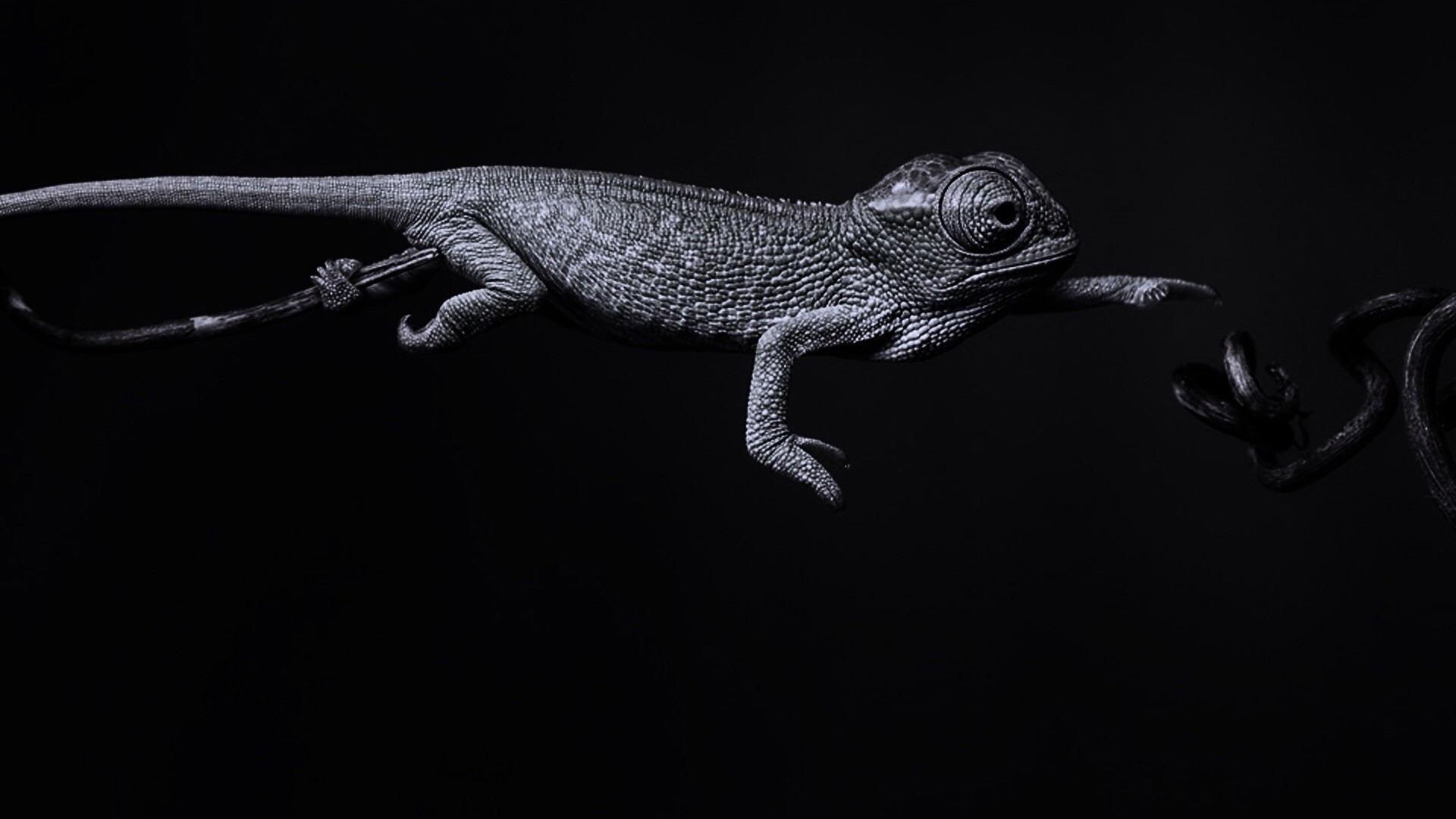 Ящерка тянется к ветке обои