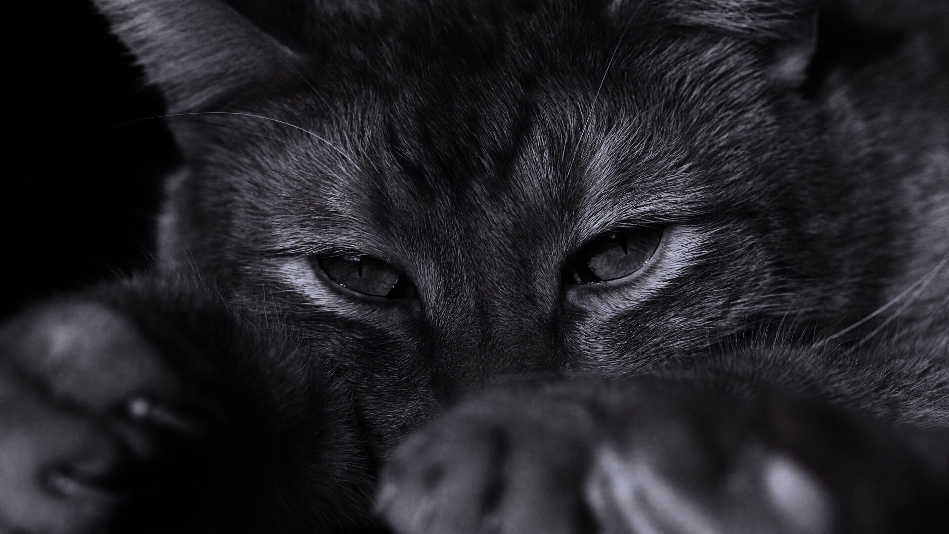 Рыжий котяра обои