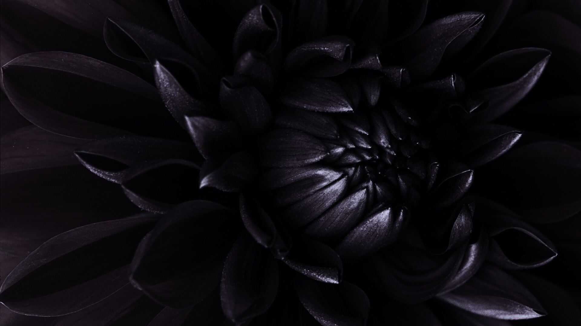 Цветок обои