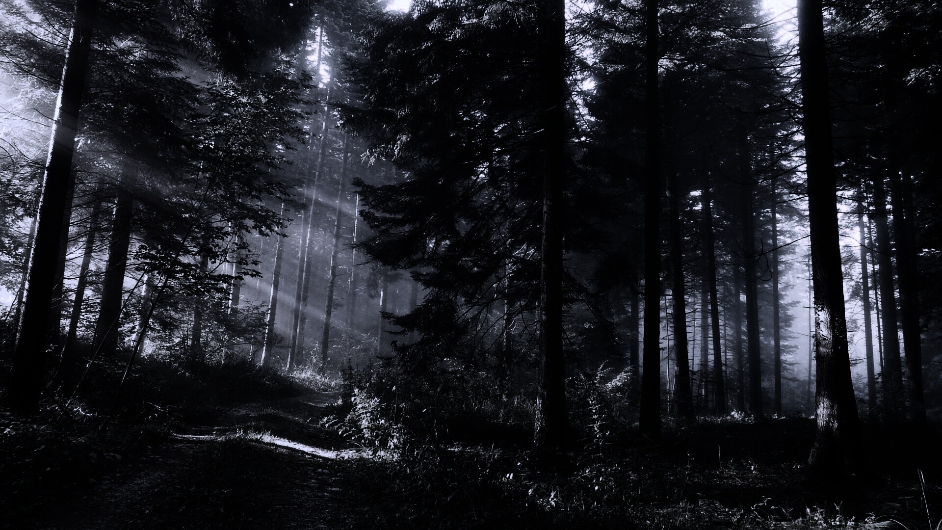 Тропа в лесу обои